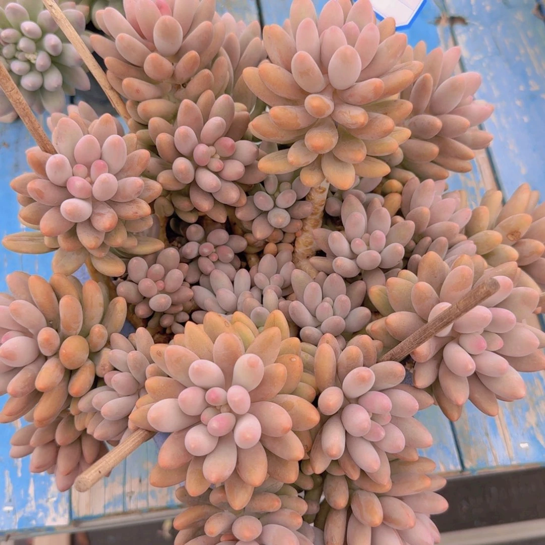 689粉色恋人凡艺多肉