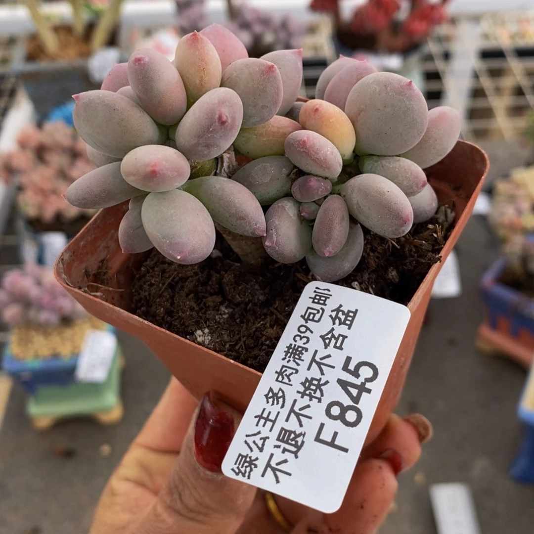 苹果奶845/6cm叶片发黄