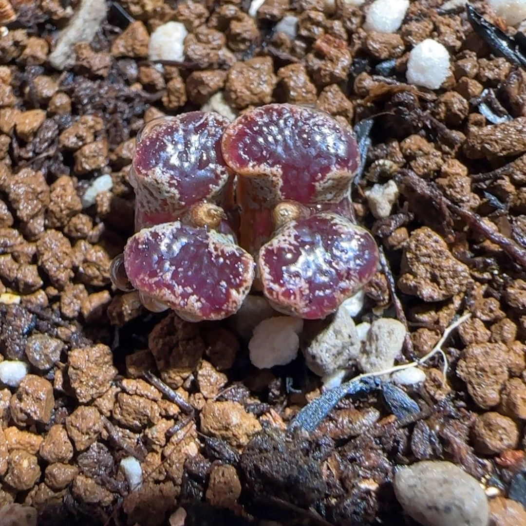 肉锥多肉植物组合-蝴蝶581