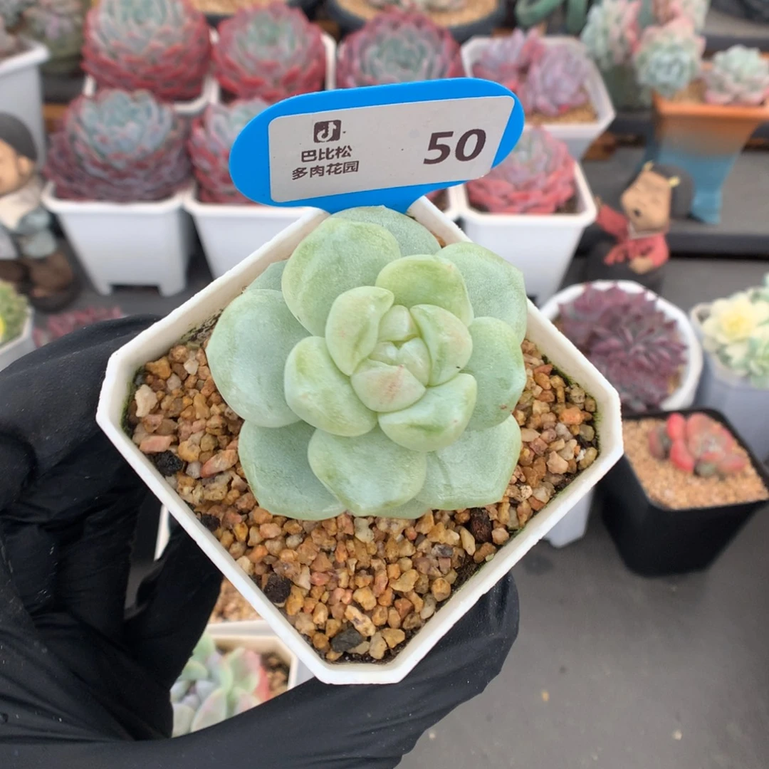 月****50 冰玉石化多多肉