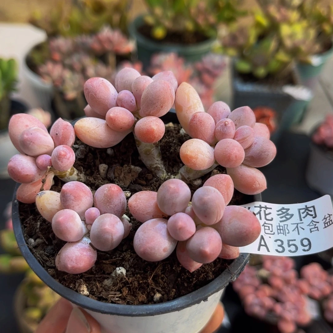 359香水手指8cm多肉植物