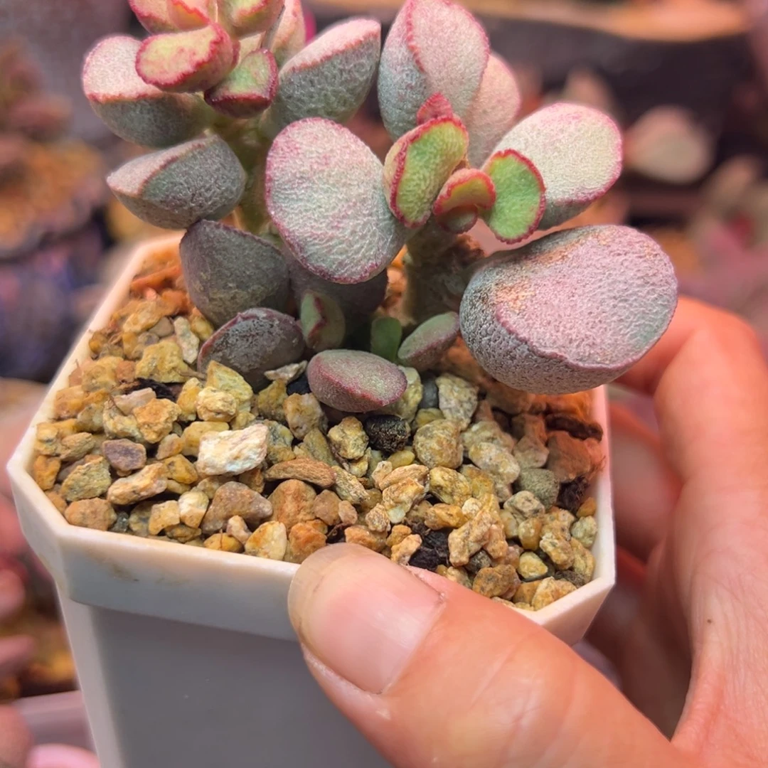 一物一拍，感谢支持