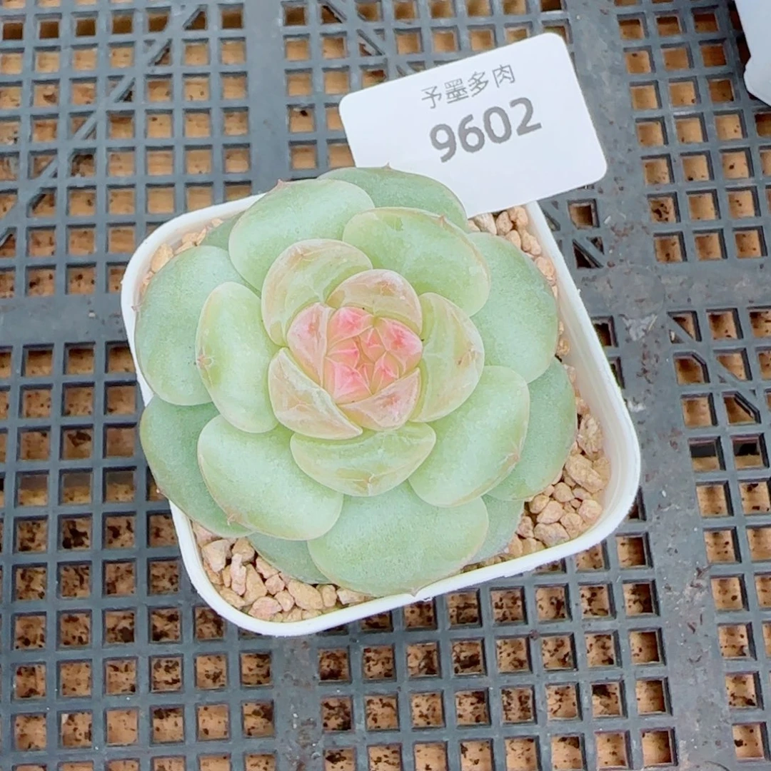 新品，9602多肉植物