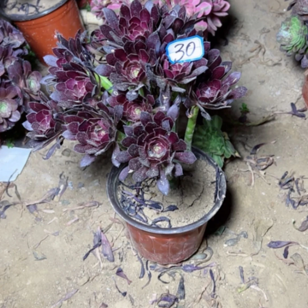 【闪购商品】多**子多肉植物黑豆30