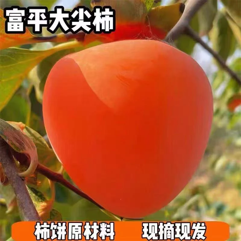 正宗富平柿饼原料当季新鲜尖柿子软糯香甜产地直发