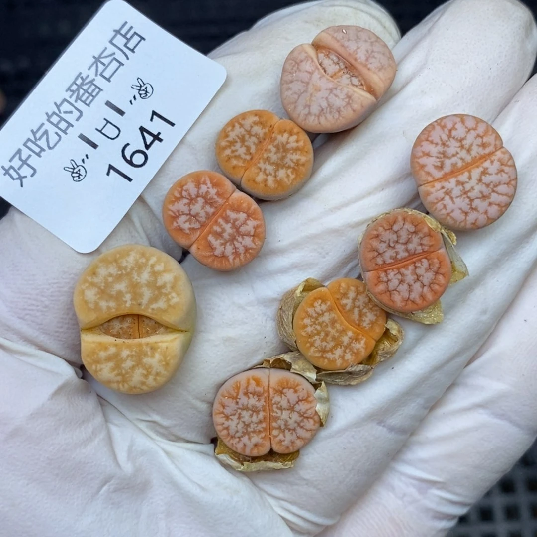 杀****卜1641。零下拍保温.18包邮.当天凑哦