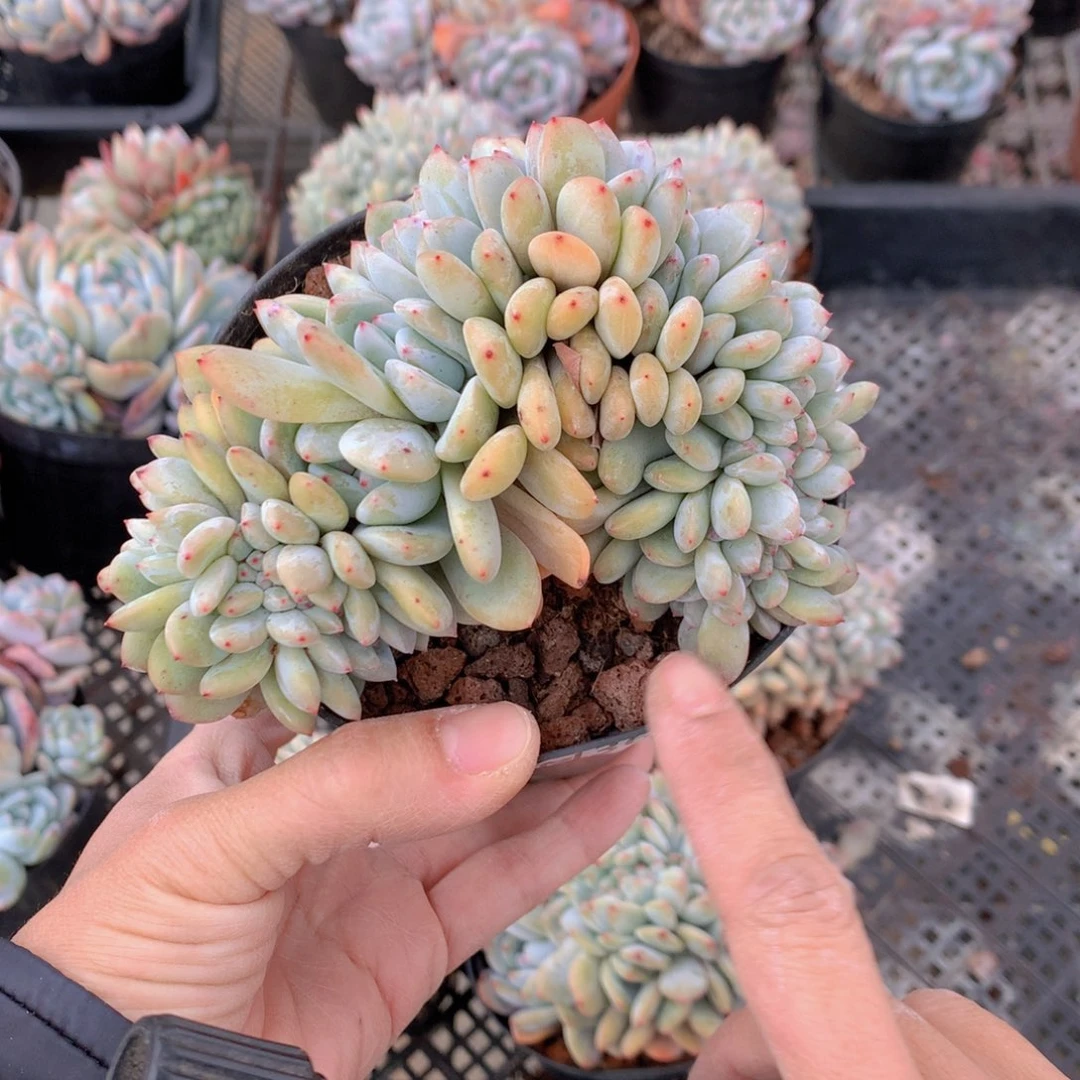 姐*365缀在美国市场销售商品