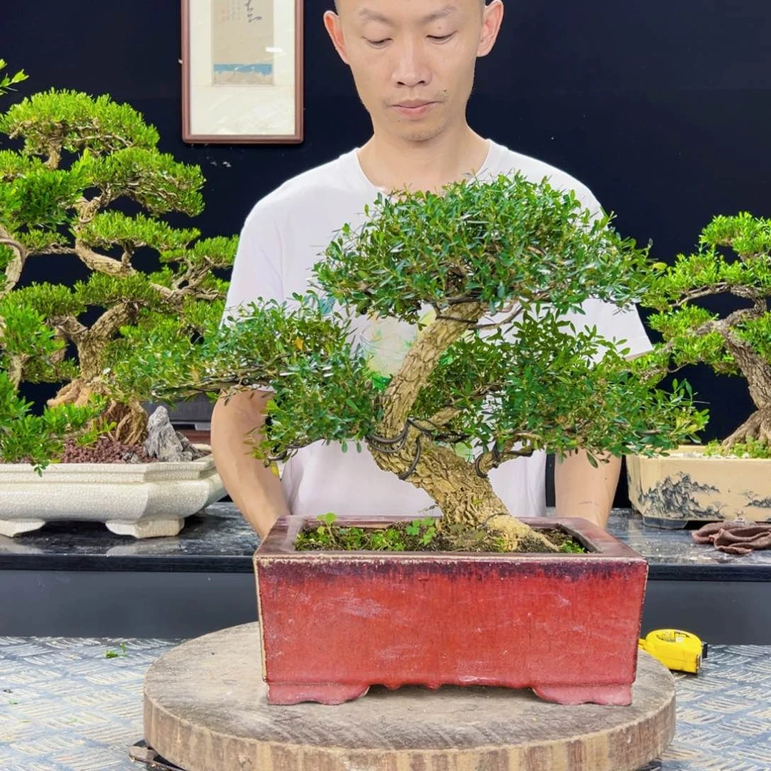 无花朵皱皮雀舌黄杨绿植