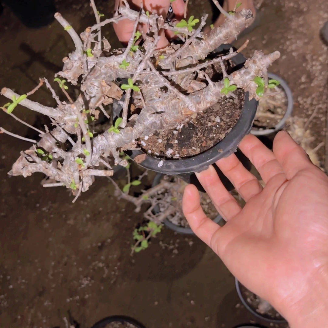 用***0块根植物块根植物