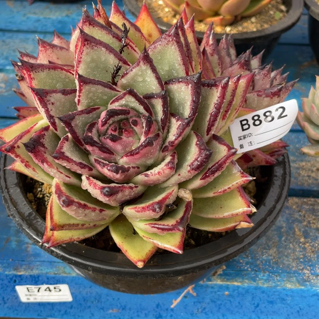 无花朵若如东云组拍B882