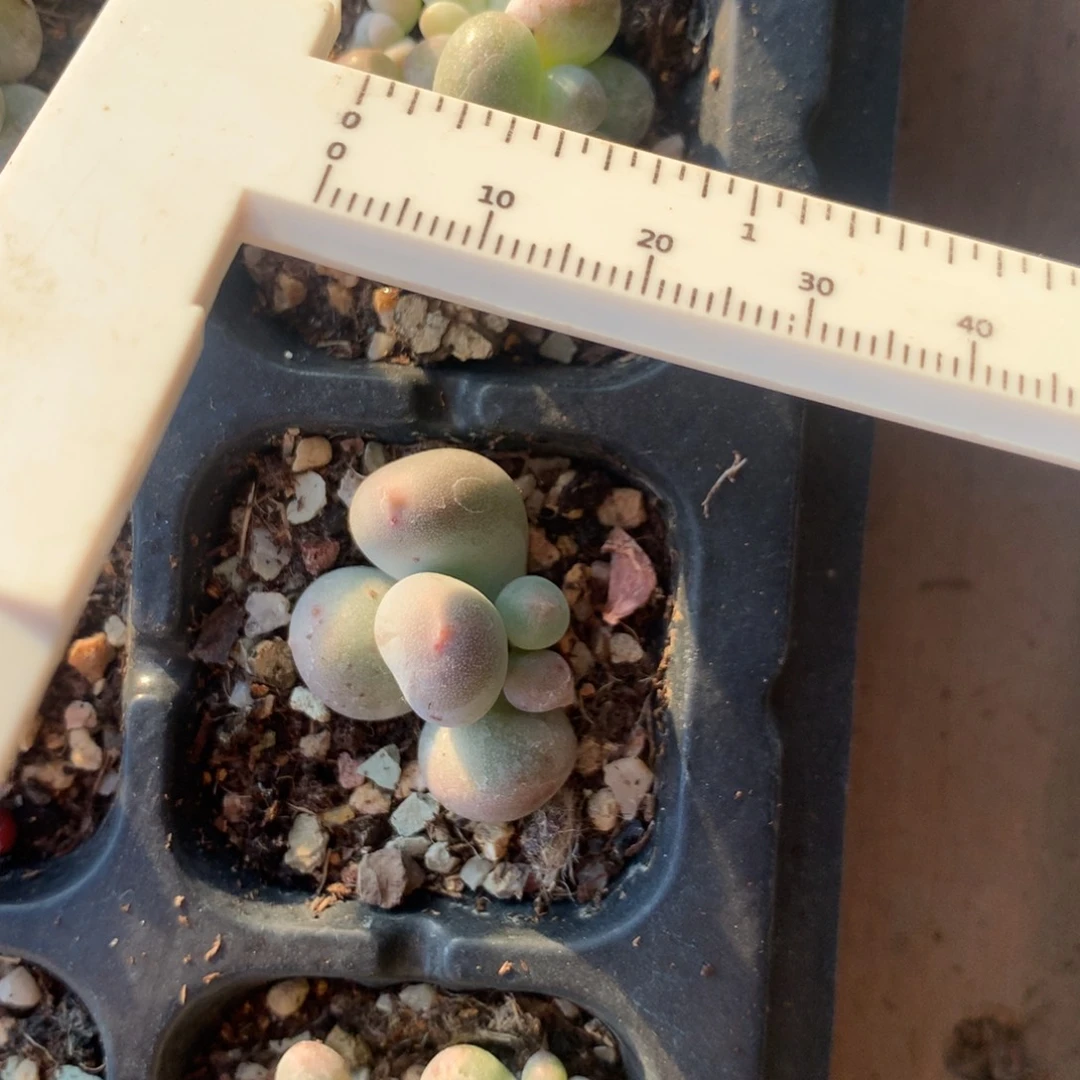 奶酪 米可奶酪 精品韩国奶酪多肉