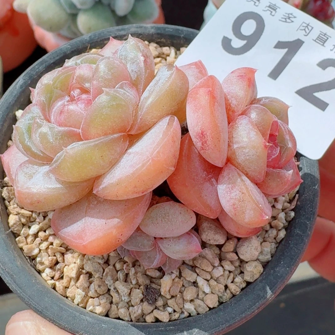 汉堡珍妮      愿你一路坦途，乘风破浪展宏图