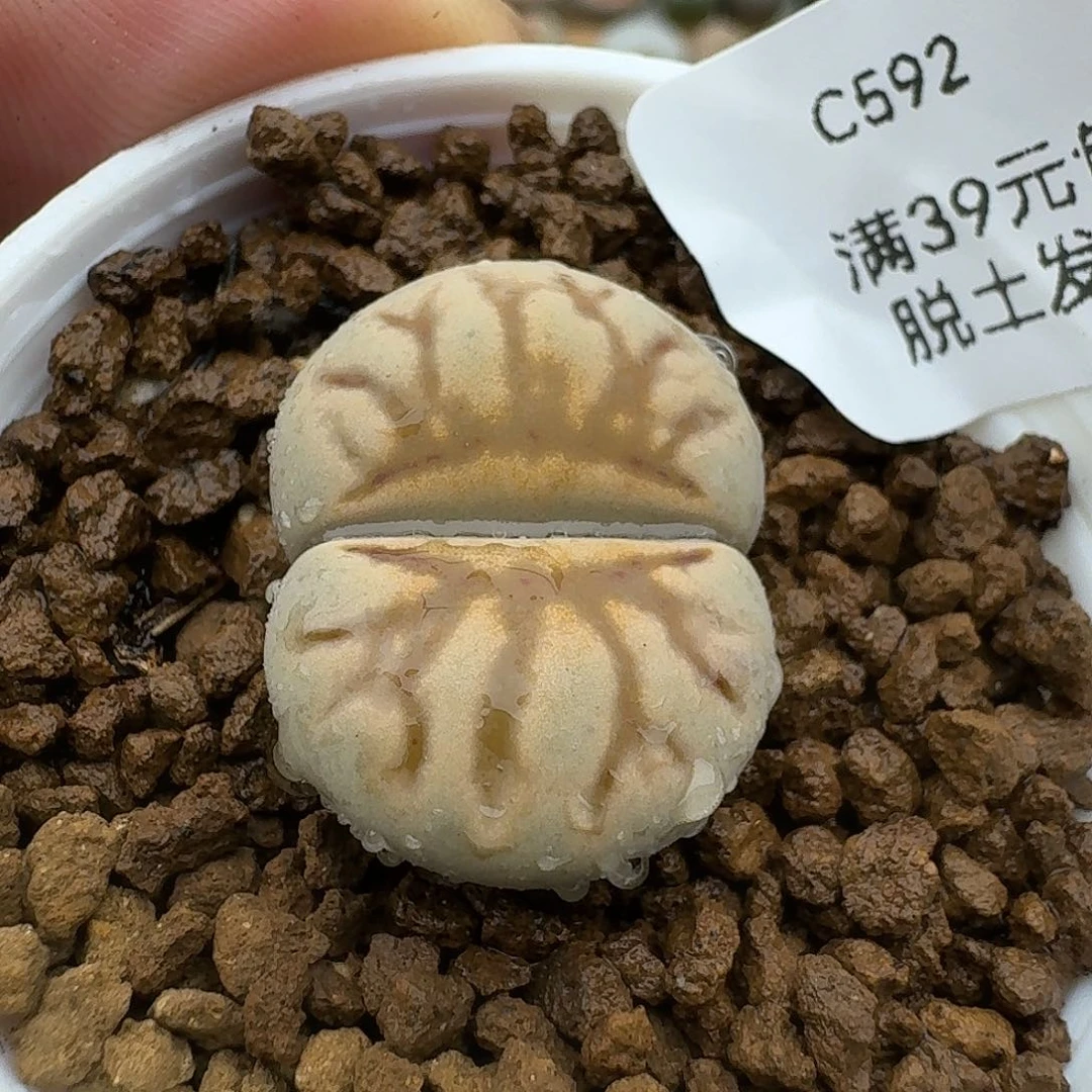 592多肉哈哈哈哈哈哈哈哈
