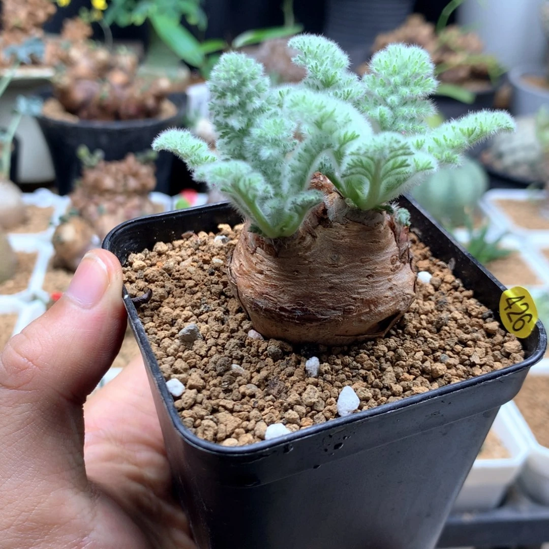 羽叶洋葵母本带盆426