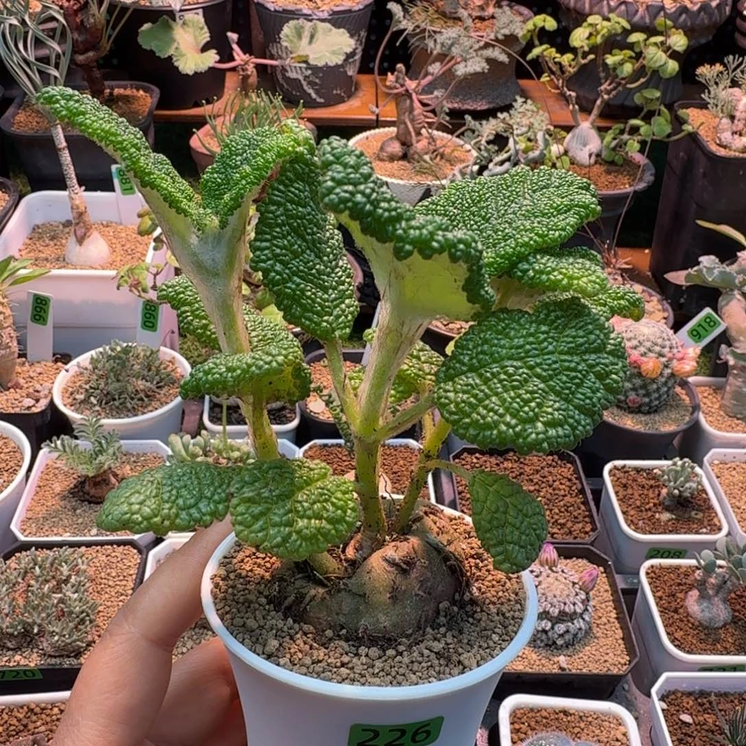 断涯王子226 仙人球