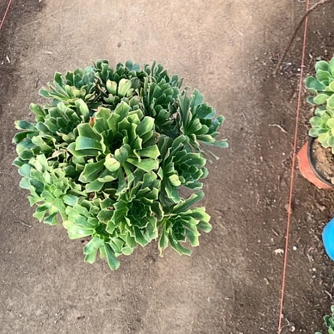 原始绿多肉植物法师16号