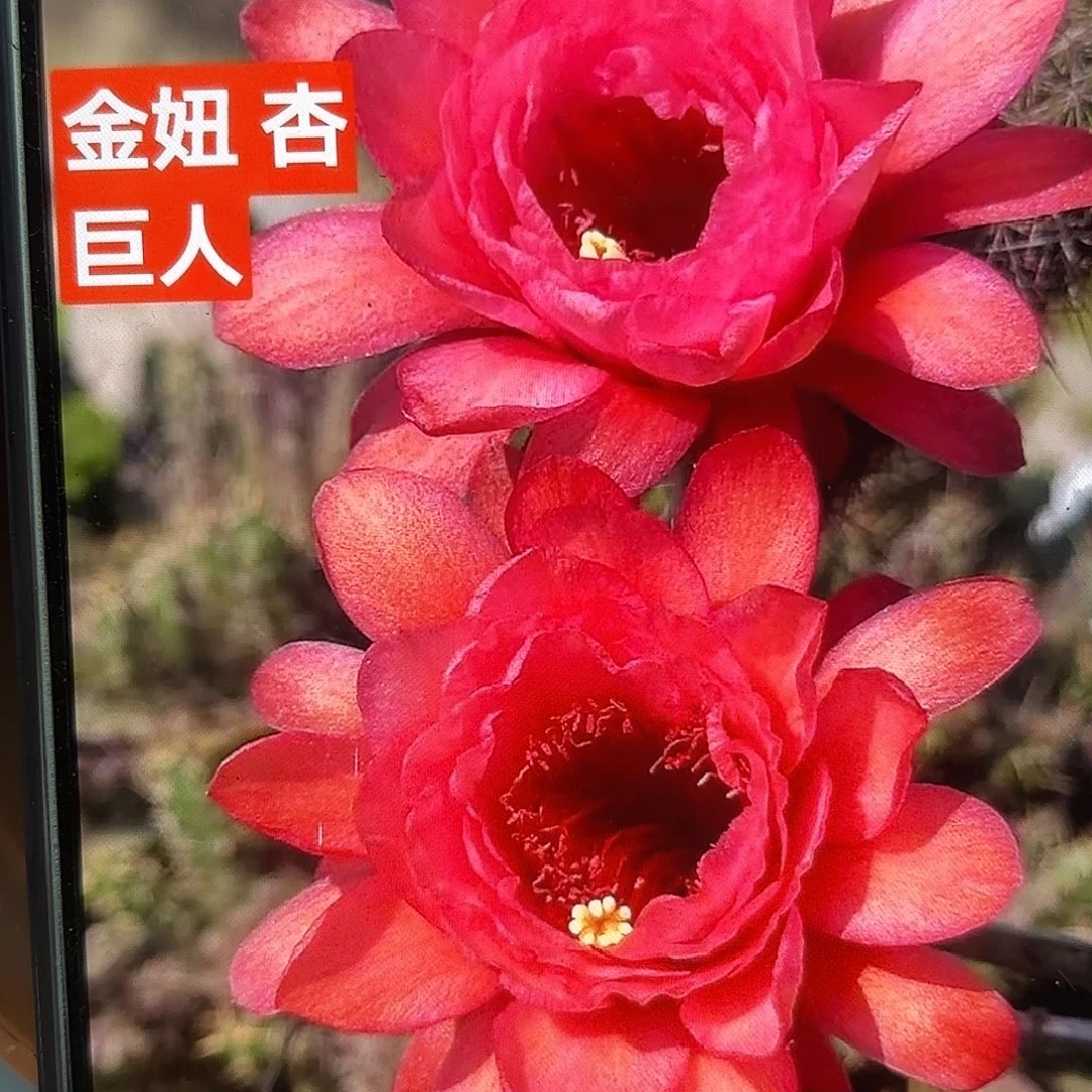 杏巨人金妞侧牙20包邮30