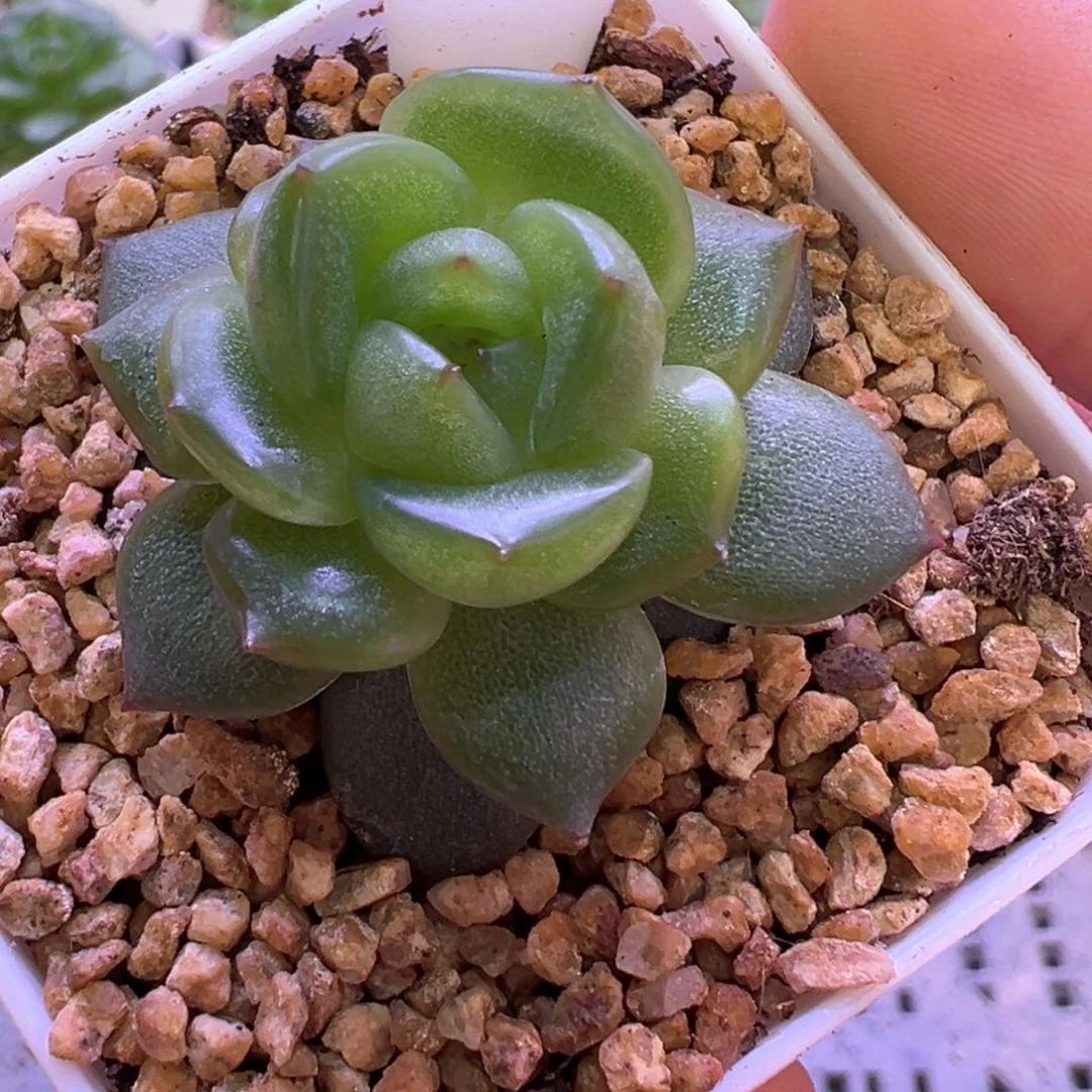 421号小青团晗雨多肉植物
