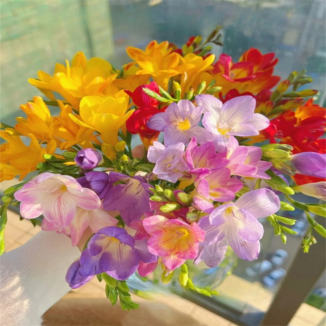 小苍兰盆栽室内外好养活花卉土培香雪兰种球重瓣易活植物四季开花