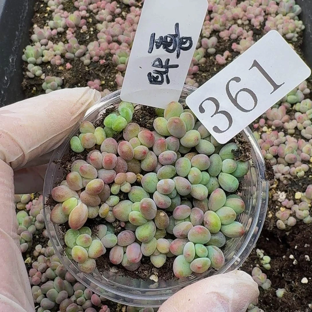 多肉植物多肉植物361量拍