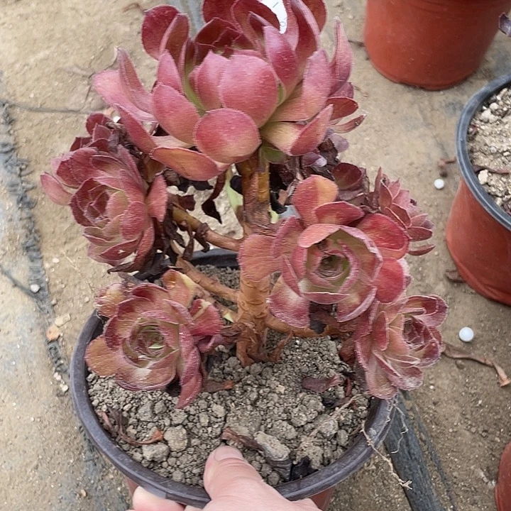 290黑膜多肉植物法师