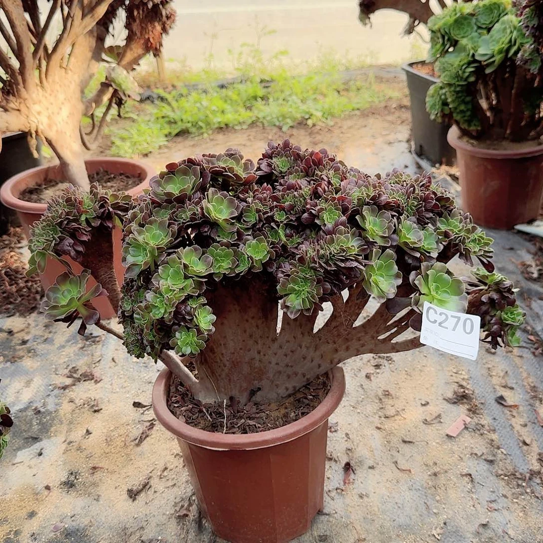 70欧紫朵朵一颗那呀