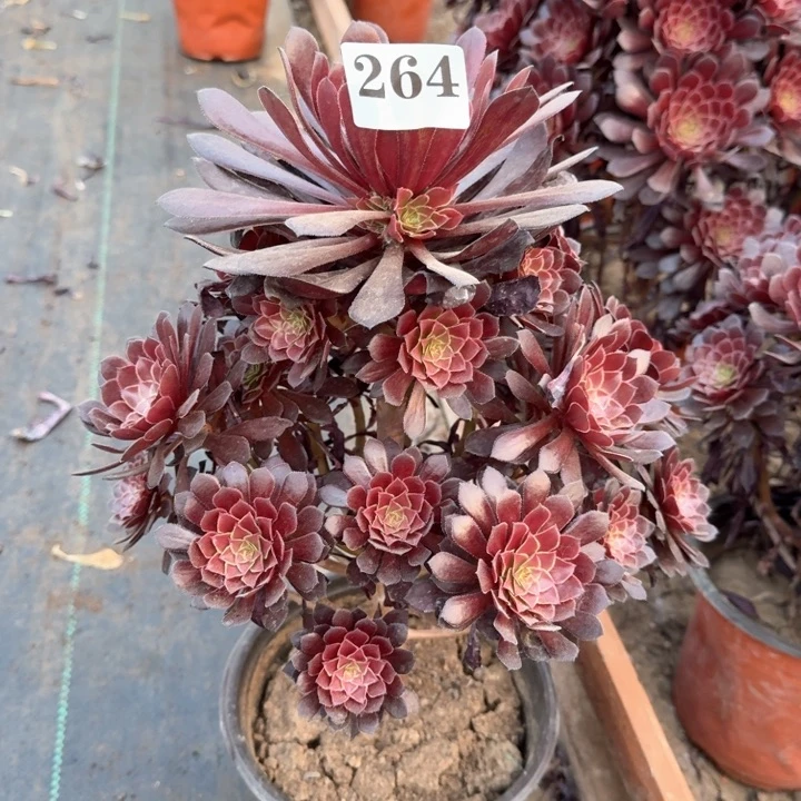 黑铜壶法师一颗264