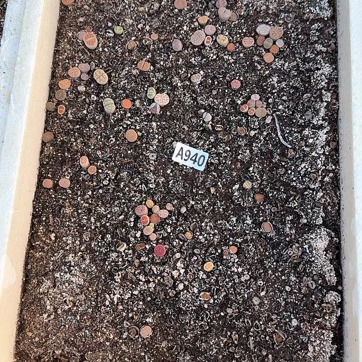 940生石花整筐脱土发货