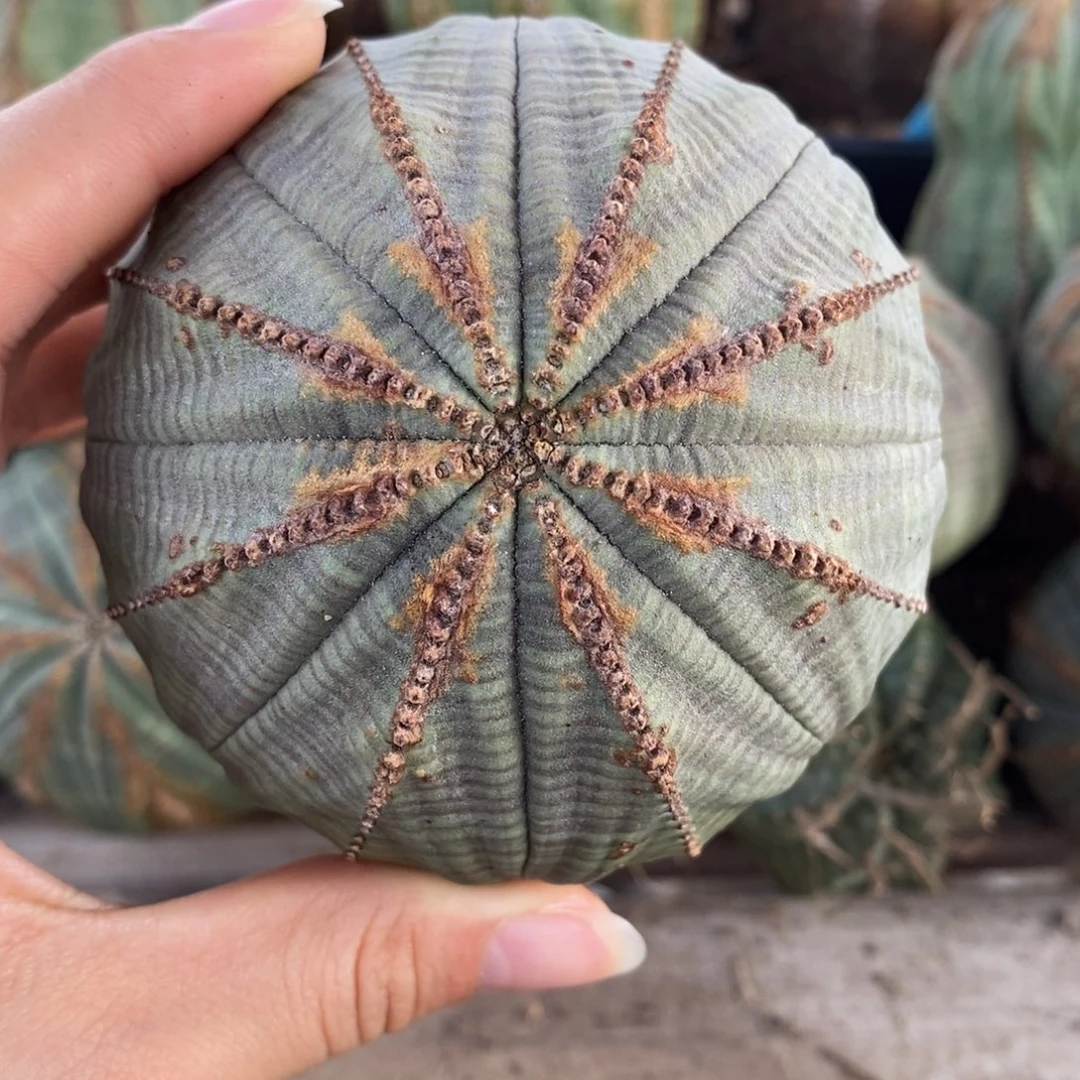 15欧系实生布纹球一物一拍