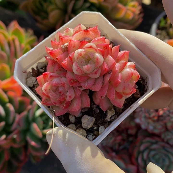 3盆精控麦秆杂带盆土发货