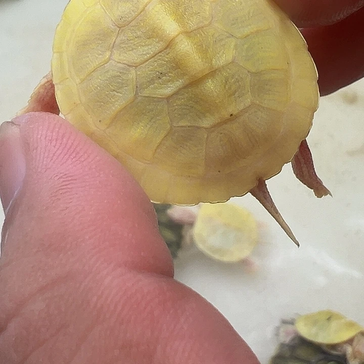 绿毛龟母悖论1111