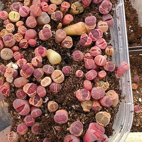 【闪购商品】24765