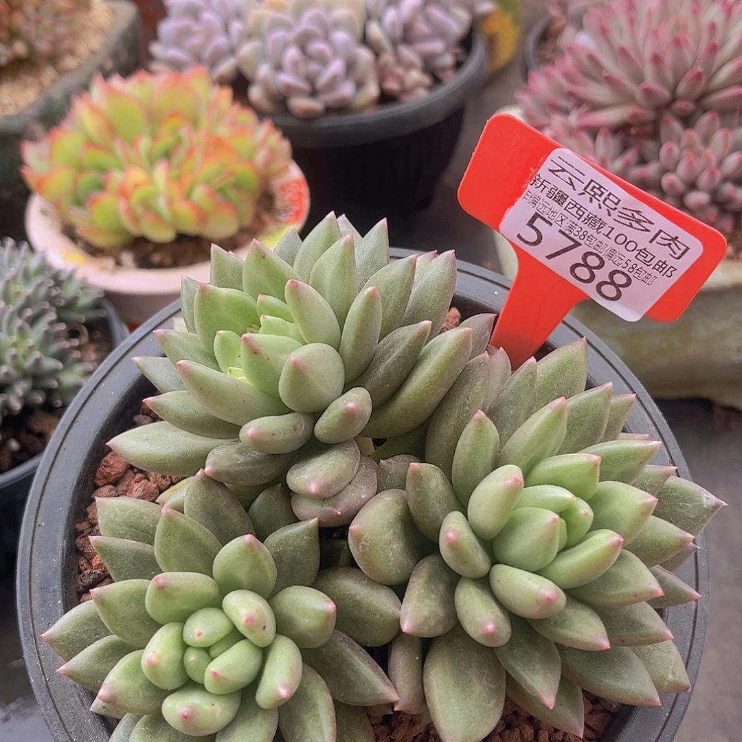 5788米其林多肉植物