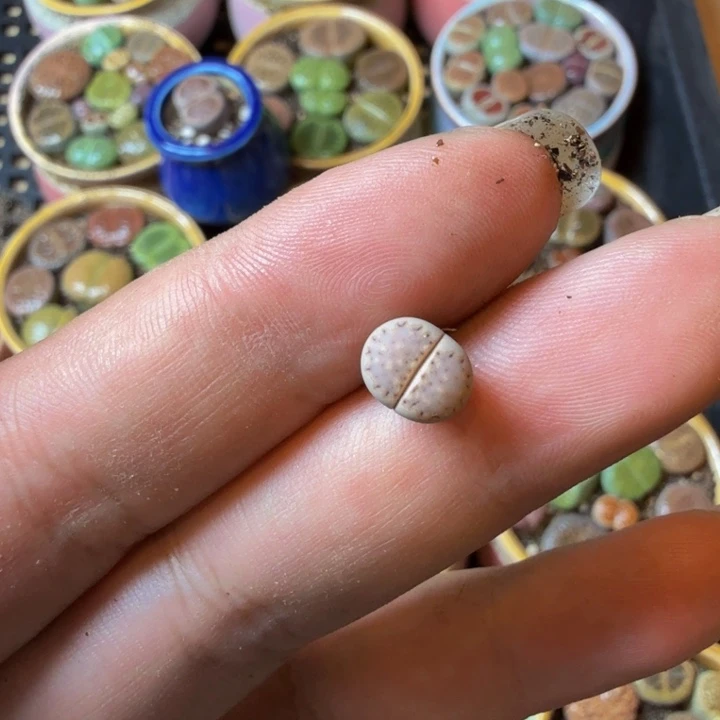 旺***财多肉植物的生长发育紫22