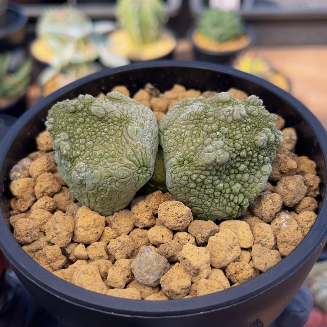 双头凝蹄玉Zzzzzzzzzzzzzzzz