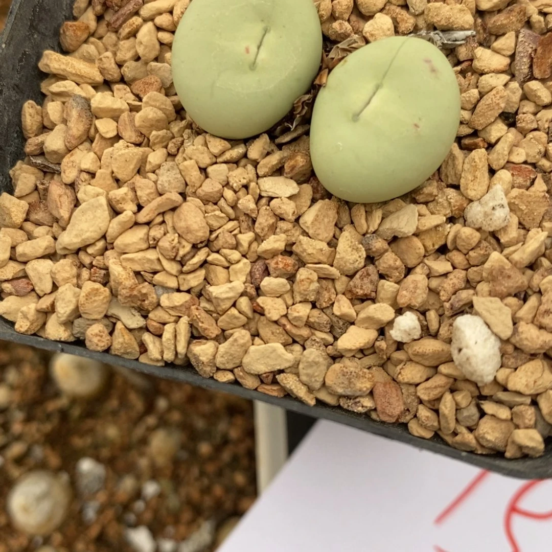 391大型小红嘴一颗。