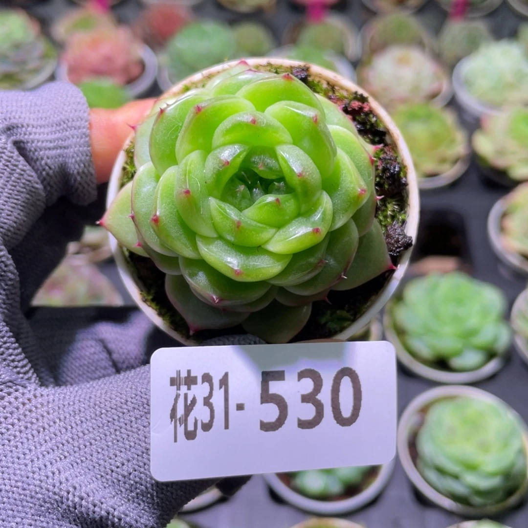 花利美31-530珍妮
