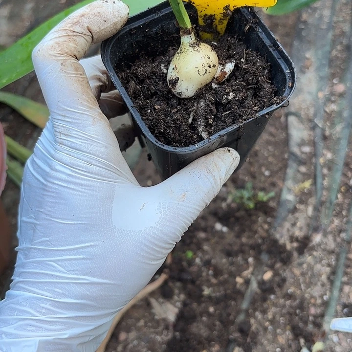 无花朵朱顶红马卡龙2+