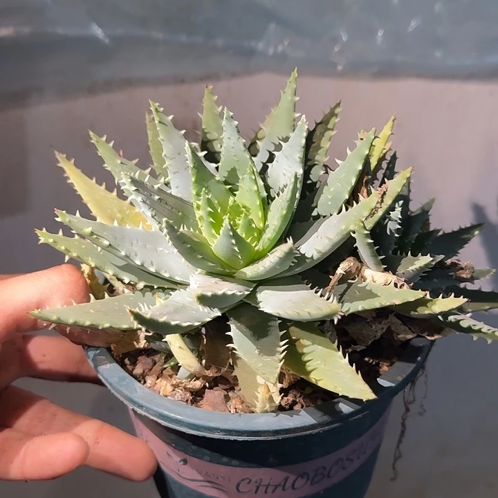 多肉植物多肉植物