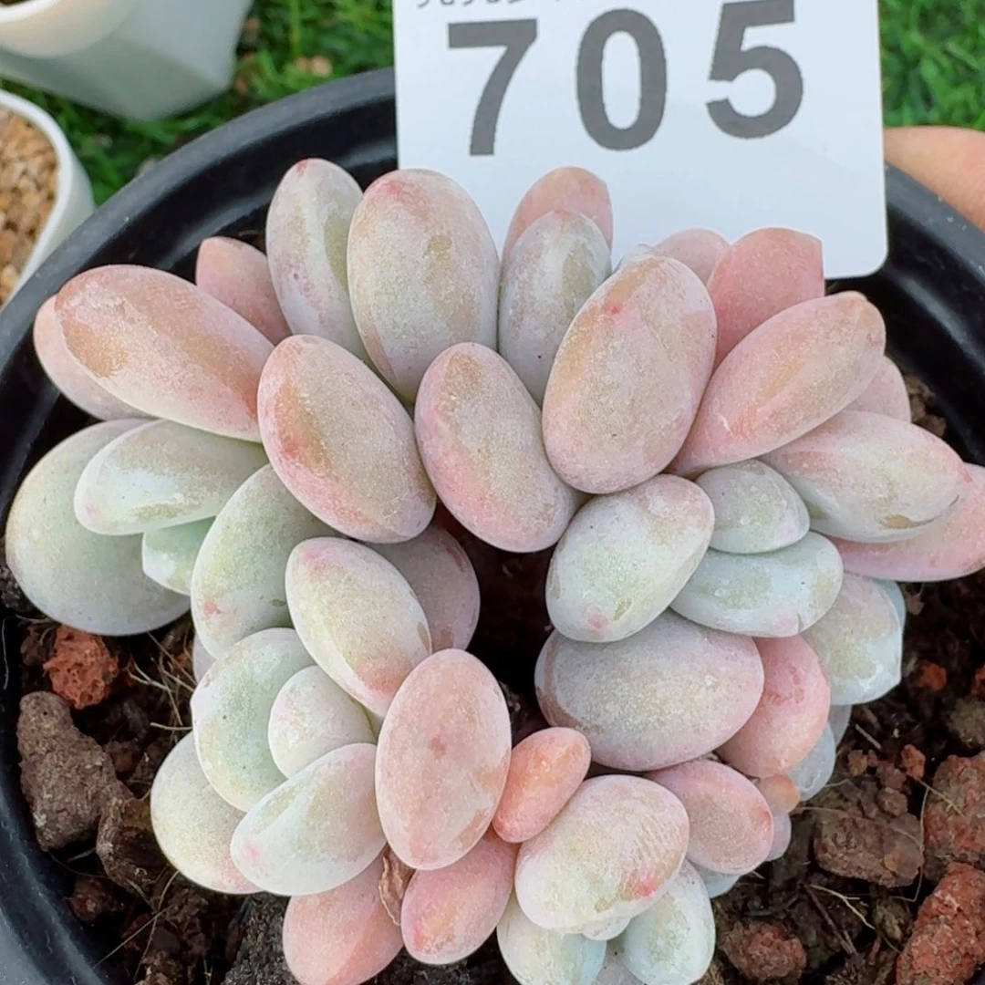 粉魄         精品多肉