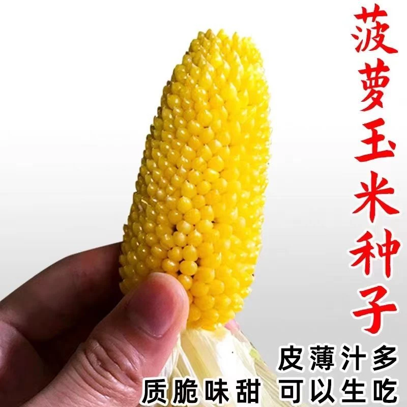 新品菠萝玉米种子可生食拇指甜香糯玉米种籽高产四季阳台玉米种子