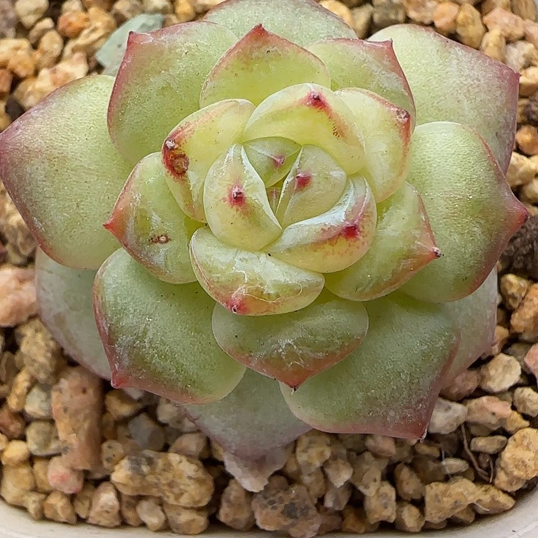 【满29包邮非偏远】