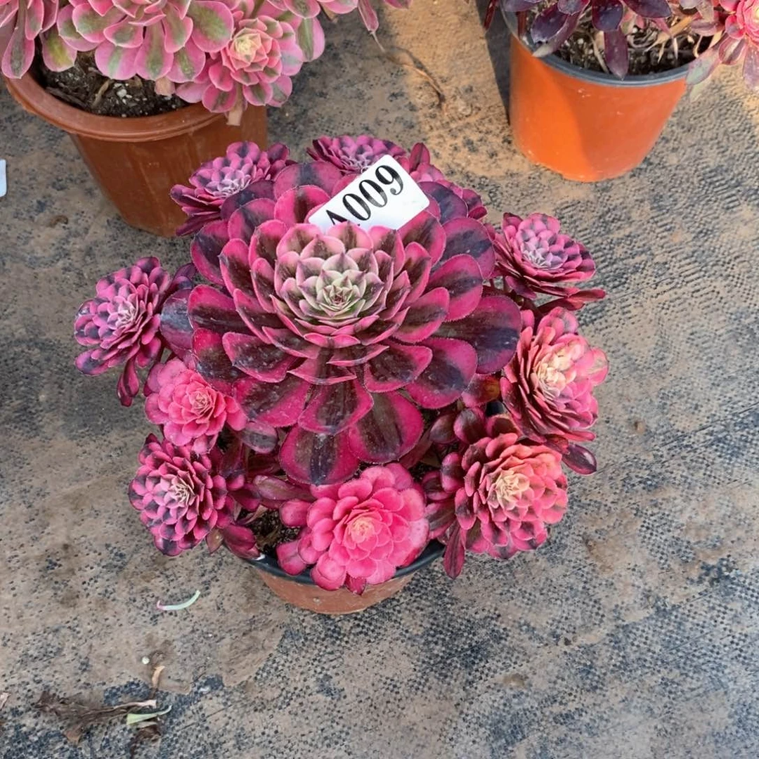 嫩桩白月光009多肉法师植物