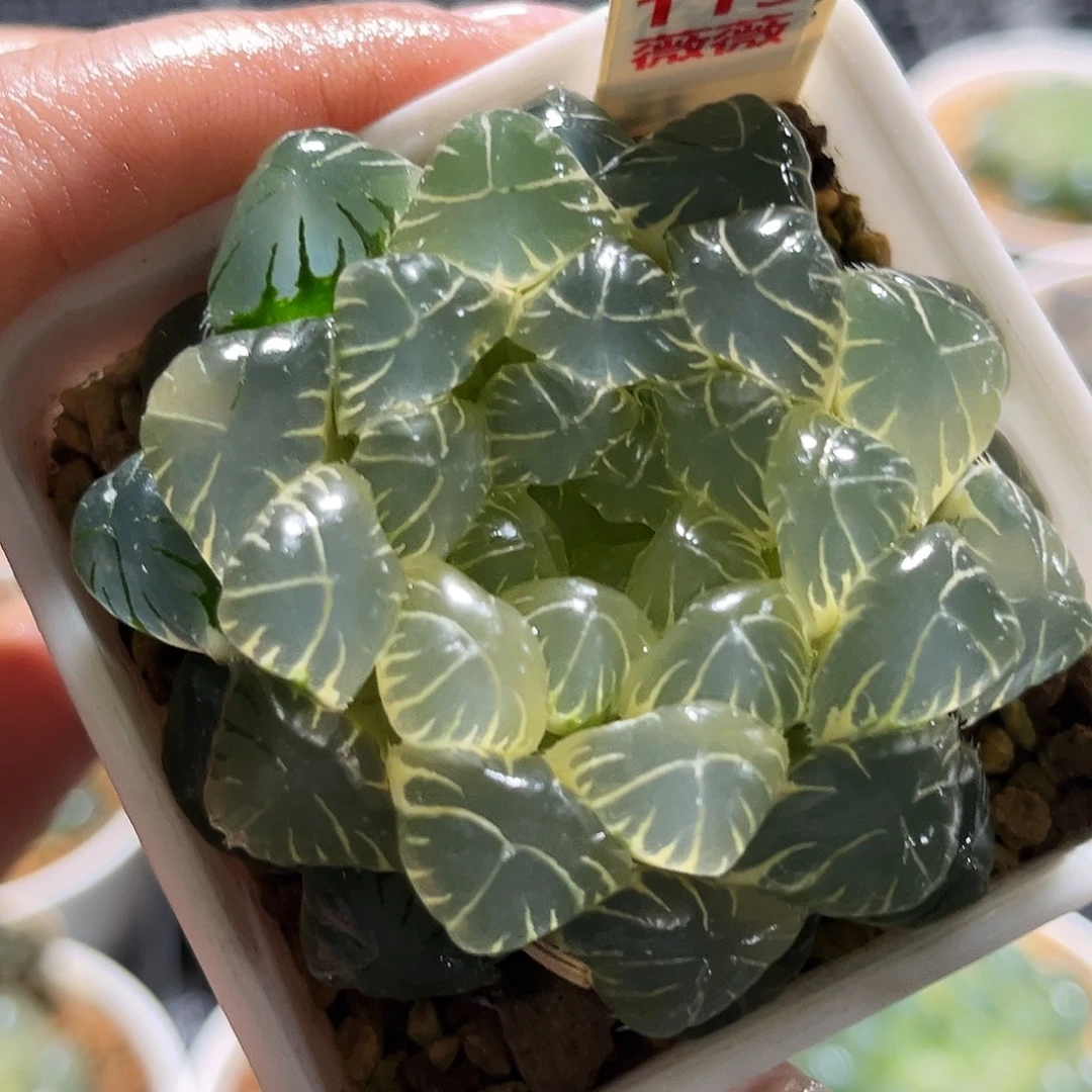 113糊斑湖水玉露锦福利