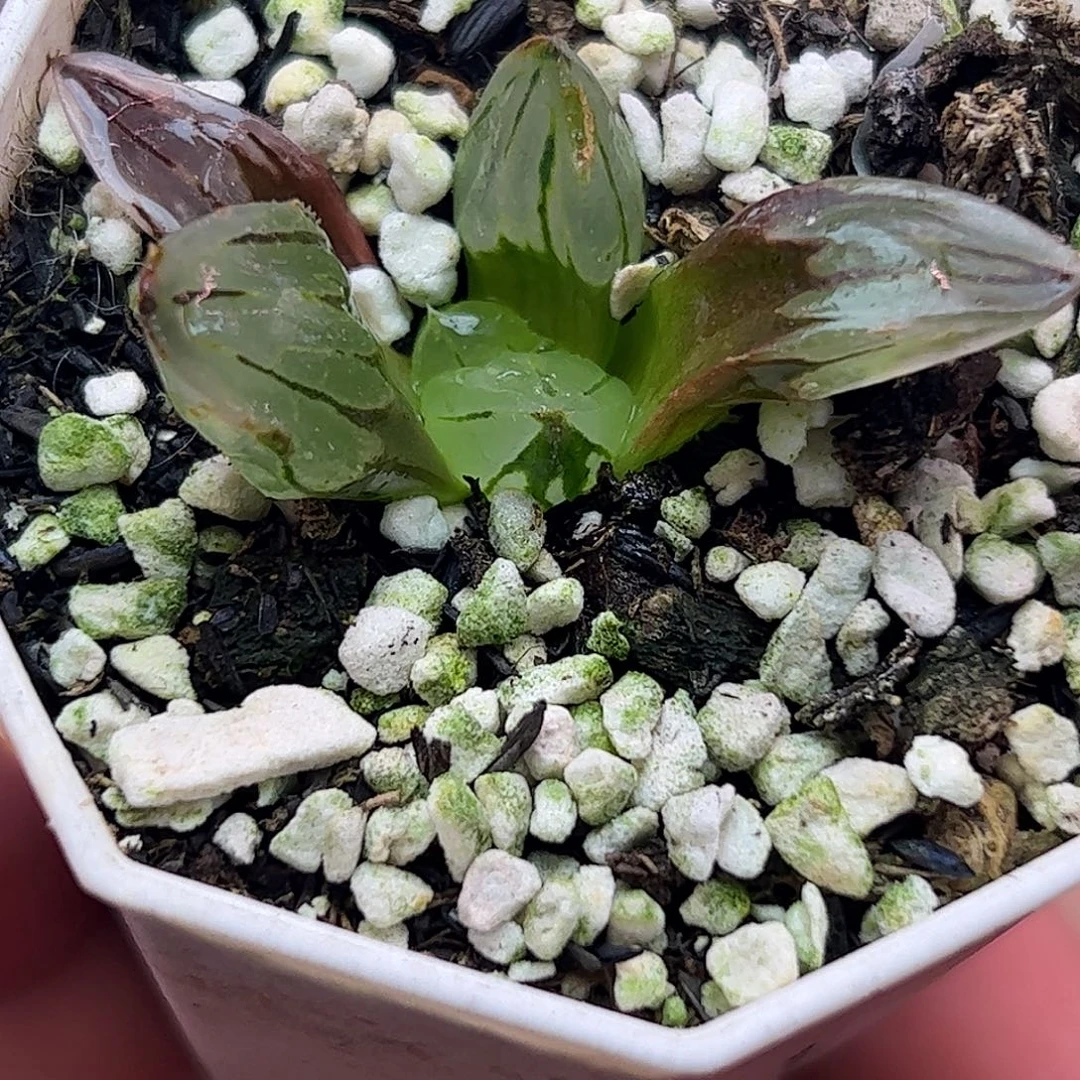 冰鸾玉十二卷多肉植物