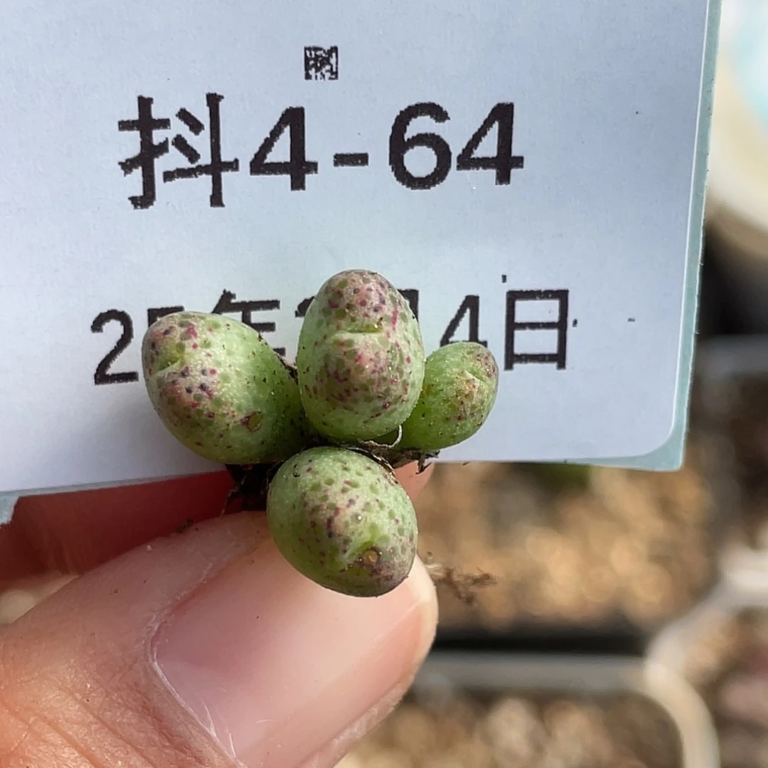 4-64斑马多肉植物