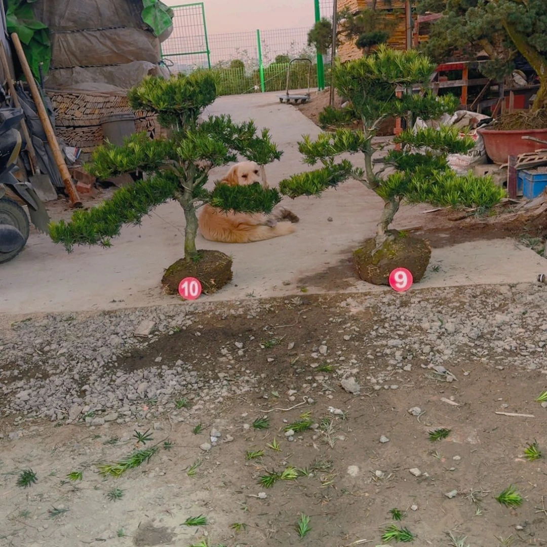 冬***哥完全开放罗汉松一物一拍