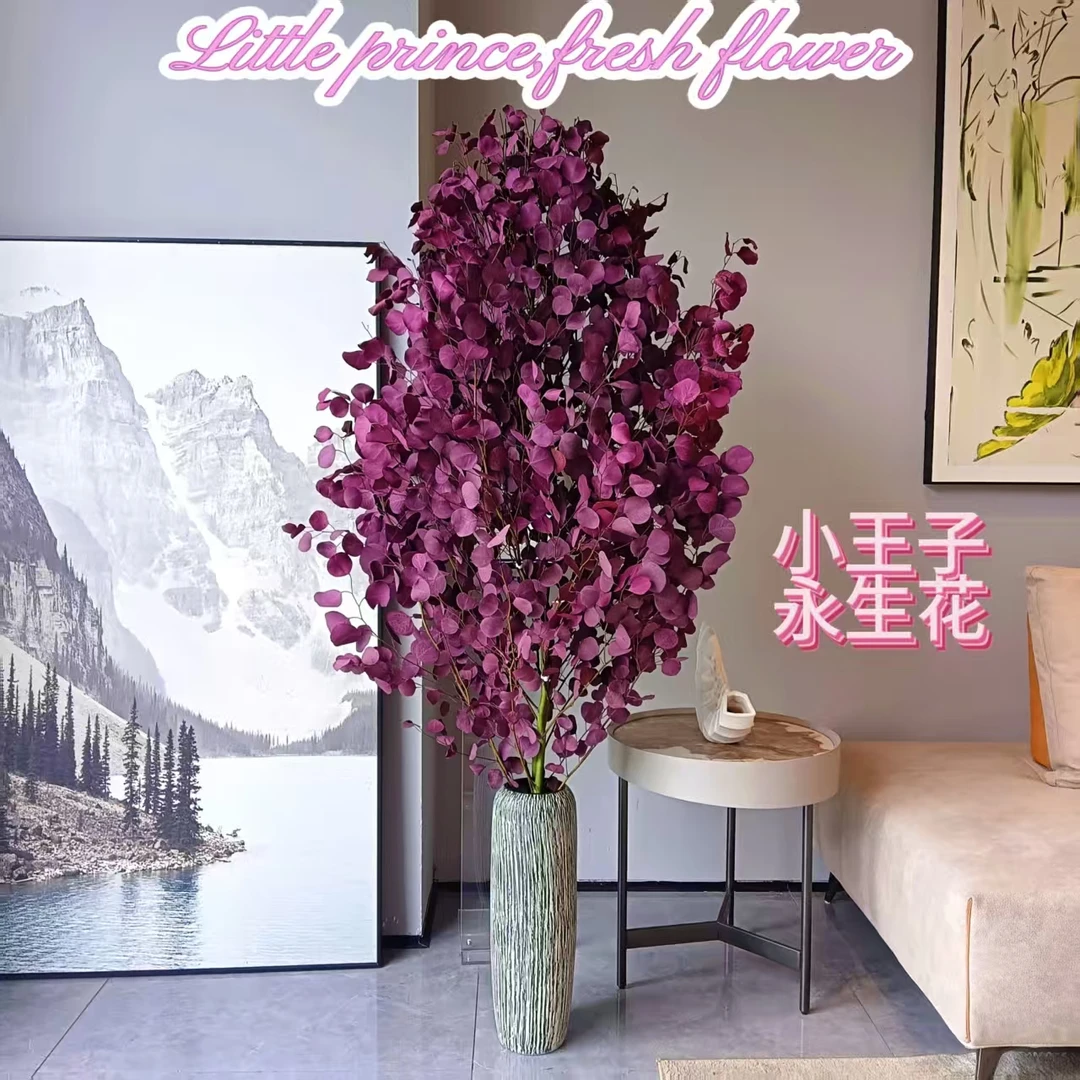 AAAA级落地款尤加利苹果叶室内大型观叶绿植软装家具布景装饰绿植
