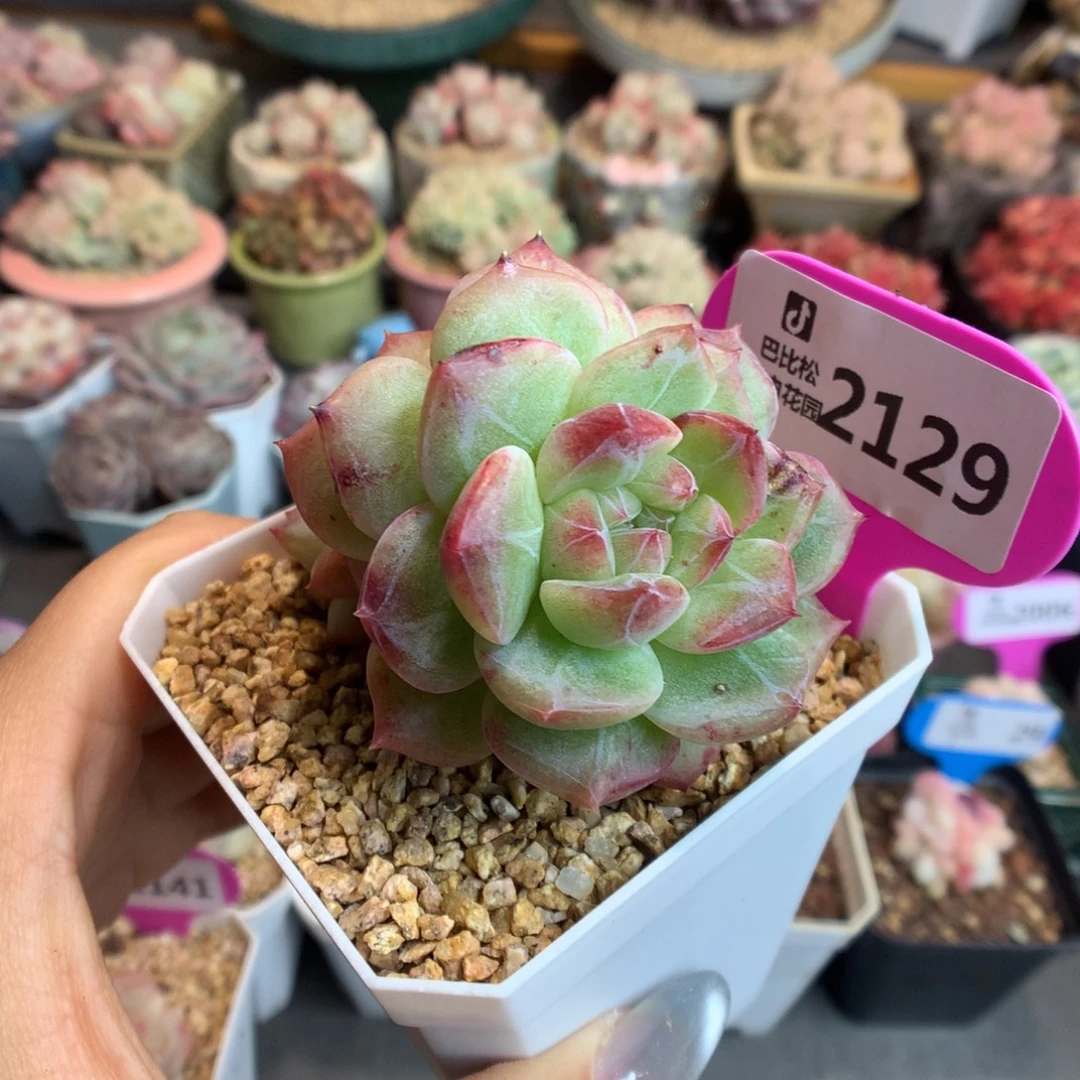 2129珍妮石化双头多肉