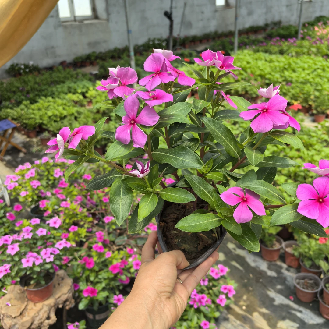 【木本天天开2盆】小黄家天天开长春花金达莱